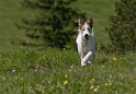 Felix Südtirol D35_5005 als Smart-Objekt-1 Kopie